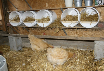 Курицы, кадр из видео