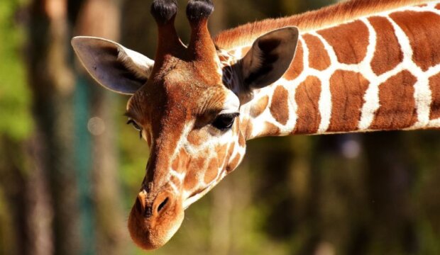 У США жираф витягнув дворічну дитину з машини, коли та спробувала його погодувати