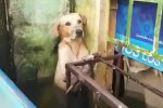 моряки спасли собаку, скриншот с видео