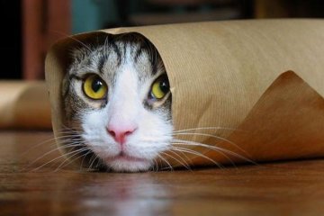 10 найкумедніших ситуацій з тваринами