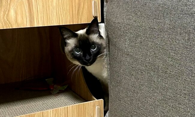 Сіамська кішка, фото: Знай.ua