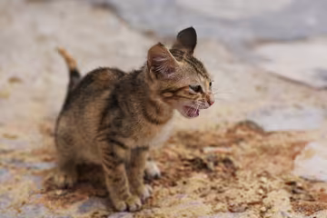 Котенок, Golos