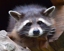 Енот спас магазин от ограбления