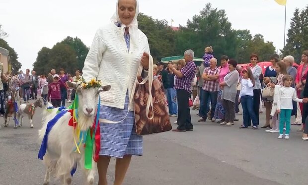 Белоснежная коза стала первой красавицей Тернопольщины - Звезда в хлеву и на параде