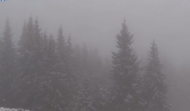 Сніг у Карпатах, скріншот із відео