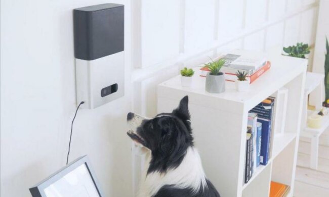 Petcube рятує домашніх улюбленців від самотності