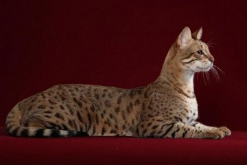 День кошки: 5 пушистых рекордсменов, покоривших мир