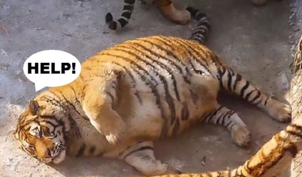 В сети насмехаются над располневшими тиграми