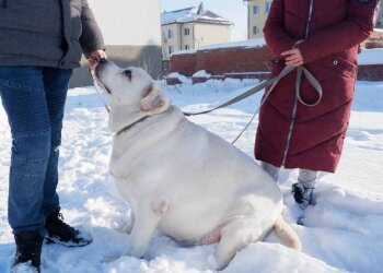 Хаммер до похудения / фото: Hornews