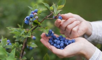 ЕС приглашает украинцев собирать ягоды