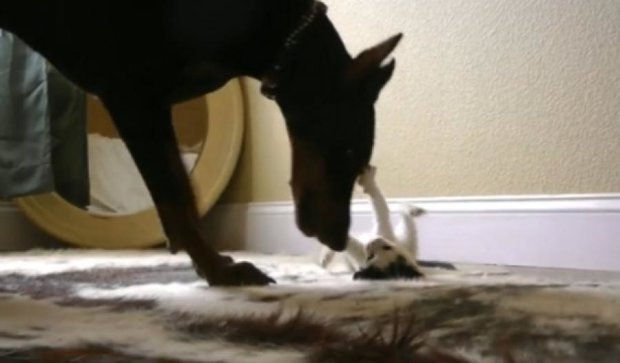 Невозможное возможно: огромный доберман играет с котенком (видео)