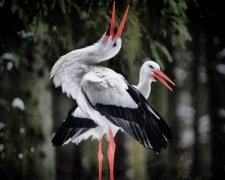 Українці врятували сотню лелек від болісної смерті: відео