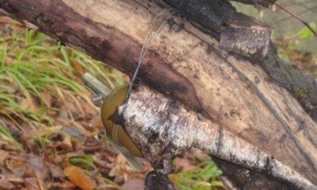 Двое солдат подорвались на растяжке в Станице Луганской