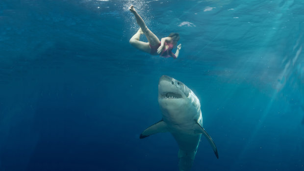 Ученые узнали, где акулы любят нападать на людей: ты туда не плыви
