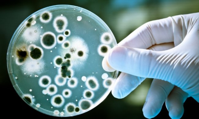 Стійкі до антибіотиків бактерії заселяють Землю