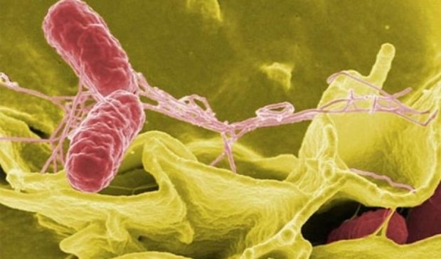 Бактерии сальмонеллы - новое оружие против рака