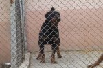 Собака Ротвейлер, скрін з відео