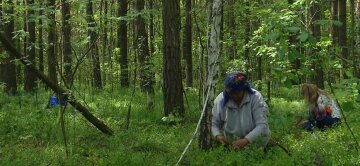 Сбор черники, фото: скриншот из видео