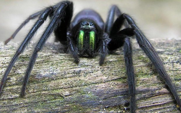 Фотограф виявив найстрашніше павуче гніздо, виглядає як пухнастий звір: арахнофобам зі слабким серцем краще не дивитися