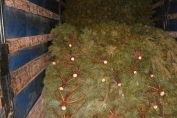 Пограничники задержали троих украинцев за кражу трехсот сосен