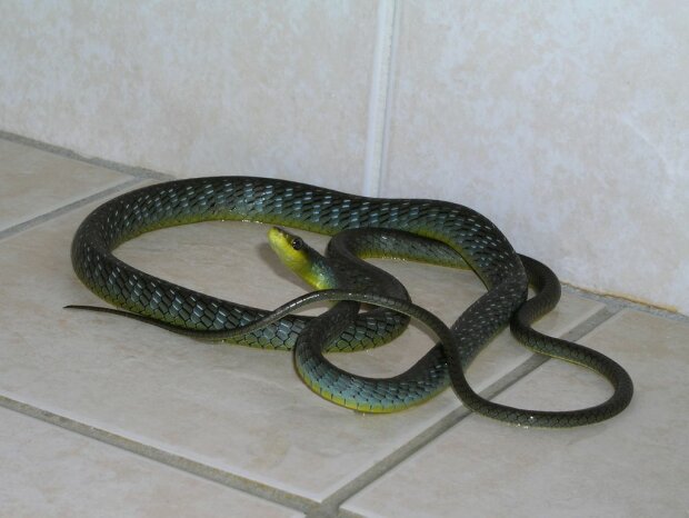 "Ледь не зомліли від жаху": у Вінниці змія заповзла в квартиру через каналізацію
