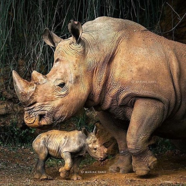 Науковці показали вражаючі фото материнства диких тварин