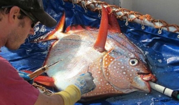 Вчені виявили першу теплокровну рибу