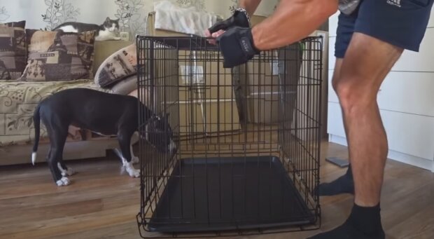 Собача клітка, скріншот: Youtube