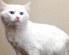 Кот – домушник покорил интернет (видео)