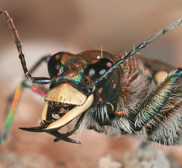 Вчені знайшли гігантську комаху