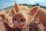 Бійка зі свинею коштувала мексиканцю життя