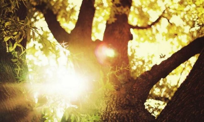 1 июля: какой сегодня праздник 
