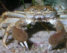 У Дніпрі виловили мохнаторуких крабів з Китаю
