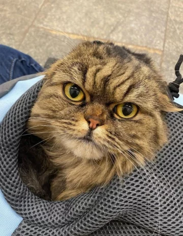 Животные в укрытии. Фото: instagram.com/pani_chloe/