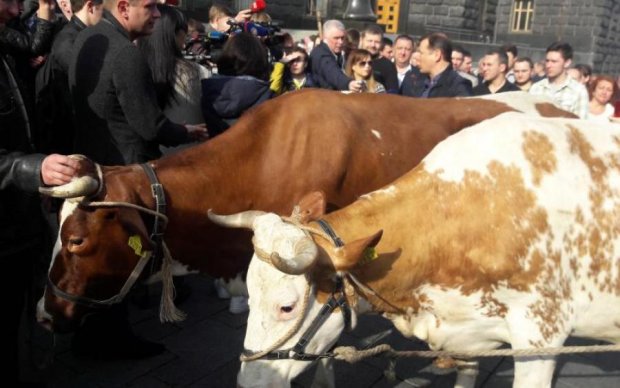 Невинная корова пала жертвой разъяренных активистов