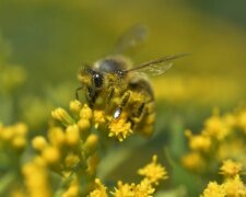 Погода на 31 серпня: синоптики попереджають українців - спека нікуди не йде