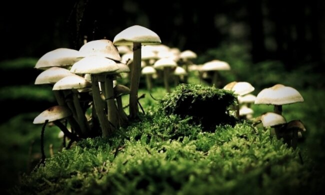 Галюциногенні гриби зцілюють від невиліковної депресії