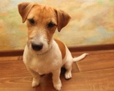 Вперше в історії собака змінила стать