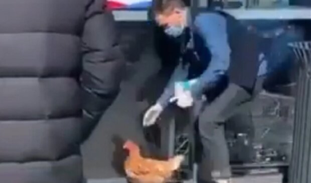 парень выгулял курицу, скриншот с видео