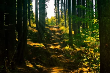 Лес, природа, прогулки, иллюстративное фото: pixabay.com
