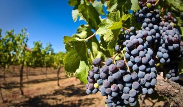 Российский бизнес прибирает к рукам виноградники в Массандре