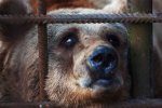 Медведя, который покалечил женщину в Томске, просят не убивать