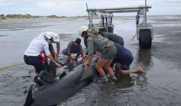Массовое самоубийство китов показали на видео