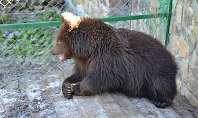Ведмеді у «Синевирі» ловлять осінні сонячні промені та граються (фото)