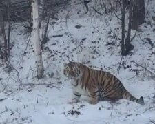 тигр, скріншот з відео