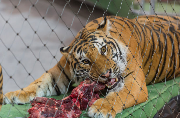 Обезголовила 14 людей: мисливці виловили оскаженілу тигрицю, яка тримала у страху всю округу