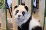 Собаки-панды, скриншот: Youtube