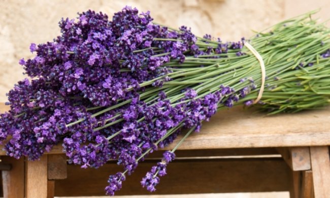 Домашние растения избавляют от бессонницы