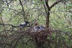 Гніздо з пташенятами, скріншот: YouTube