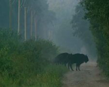 Тварини у Зоні відчуження, скріншот відео